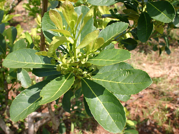yerba-mate222